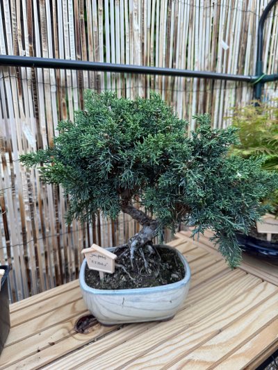 Juniperus