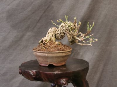 Eleagnus