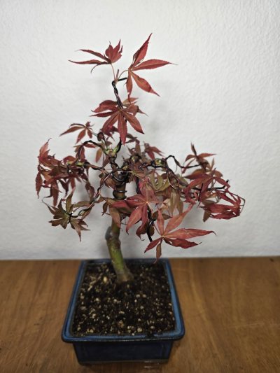 Ahorn Fächer Japanisch Atropurpureum 001