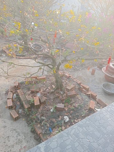 Mai vàng