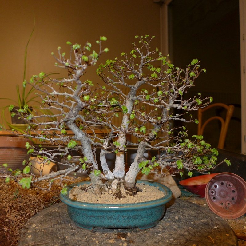 Photo 11