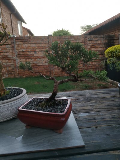 Juniper