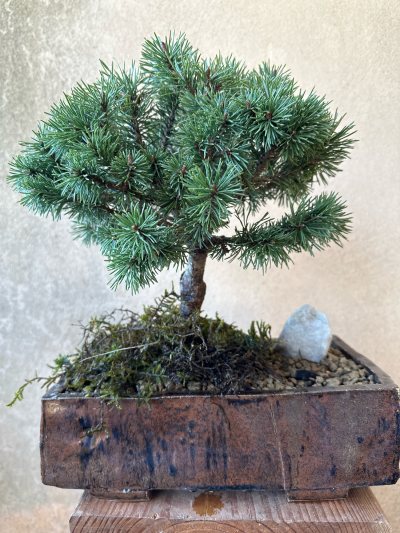 Pin mugo
