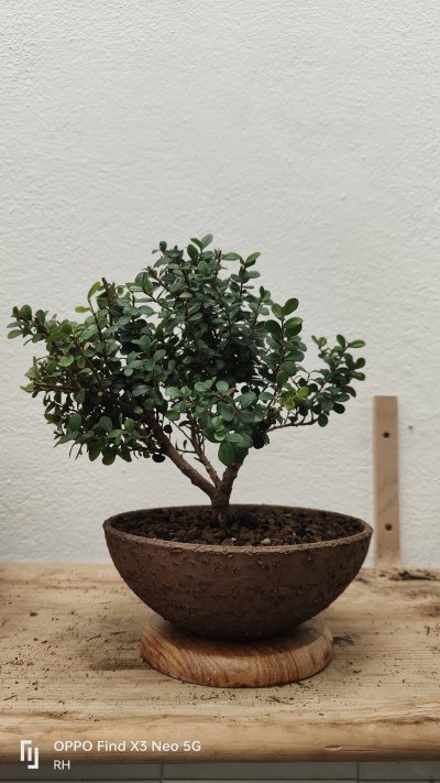 Myrsine africana