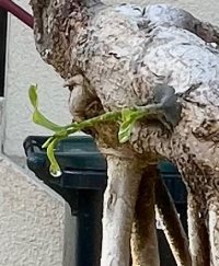 Grafting - 6/12/23 - Photo 1/1