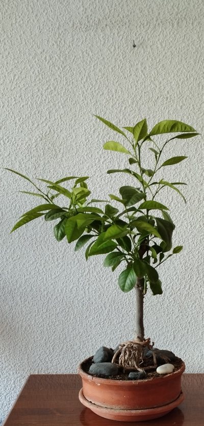 Limón #1
