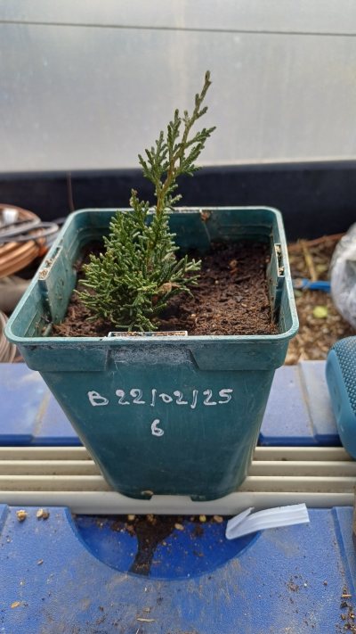 Bouture Juniperus 6