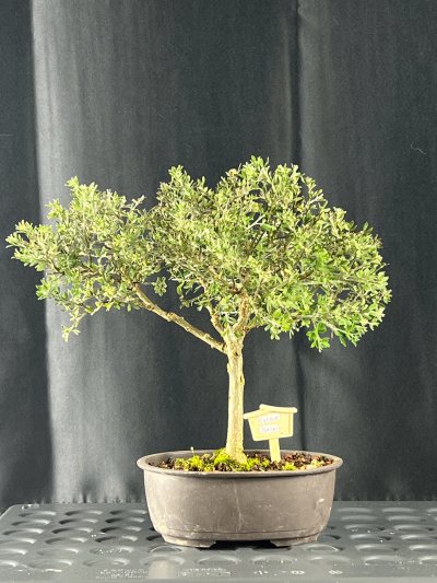 Genêt cytisus