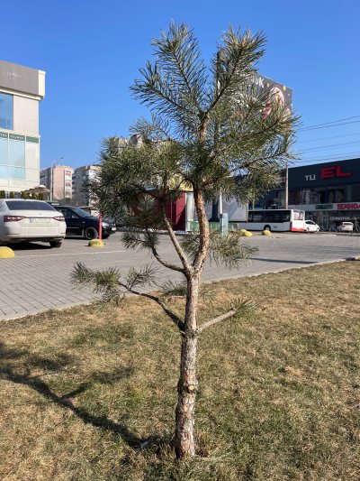 Парус 5 два ствола