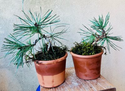 Pinus Sylvestris