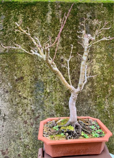 Acero palmato