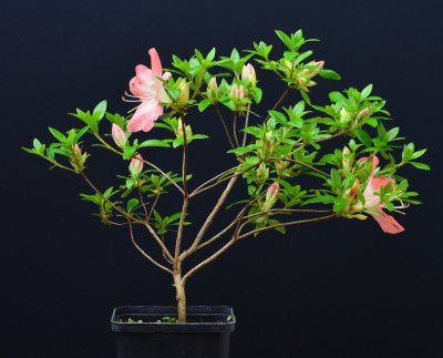 Azalée Satsuki ‘Yama No Hikari’