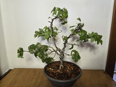 Ahorn Dreispitz 001