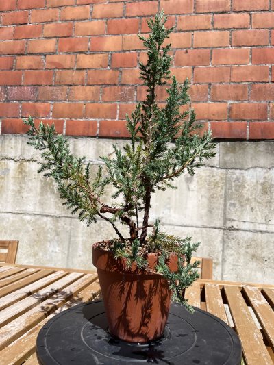 Juniperus stricta