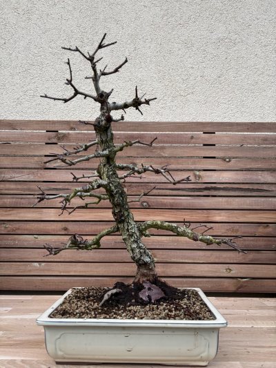 Aubépine