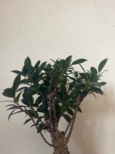 Ficus