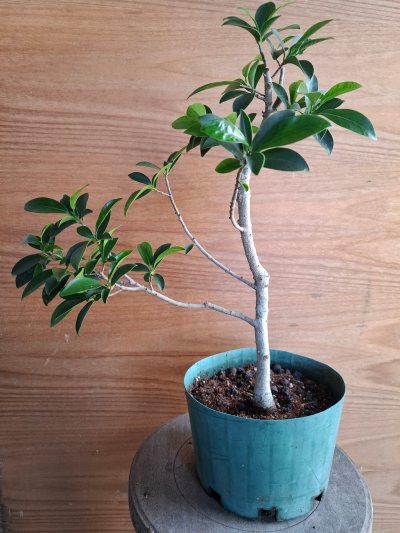 MS Banyan DG