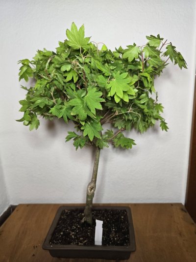 Ahorn Fächer Japanisch Katsura GISAN 001