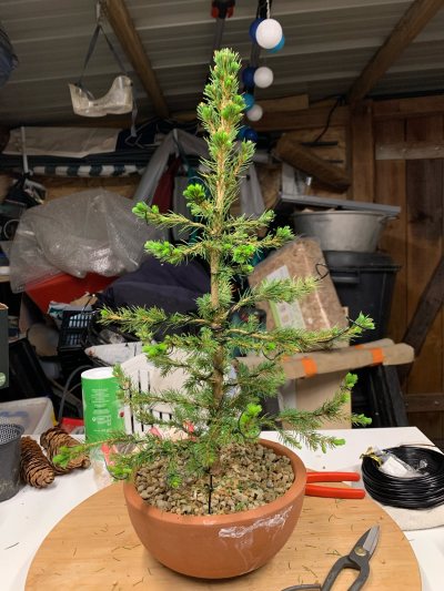 Sapin 8