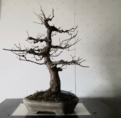 Zelkova