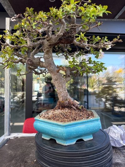 Apfel #129