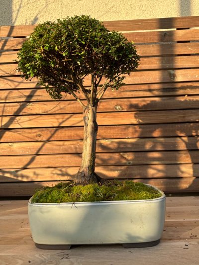Lonicera nitida