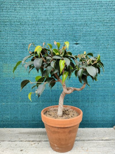 Ficus nitida