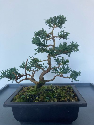 Fray cite Juniper