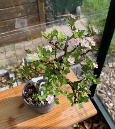 Crataegus cuneata