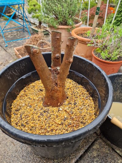 Triple trunk trident pre-bonsai