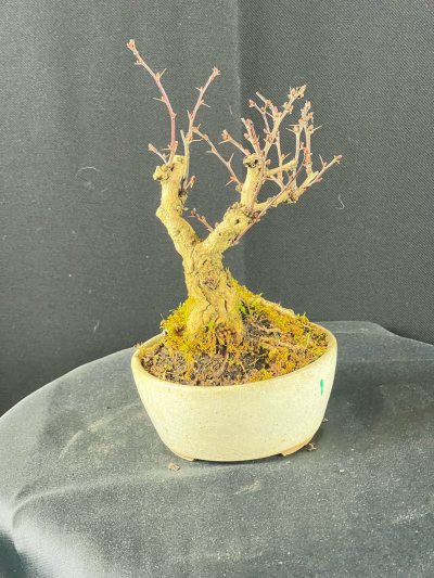 Berberis