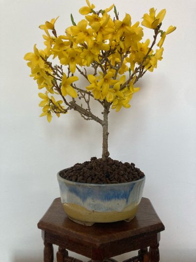 Funky Forsythia