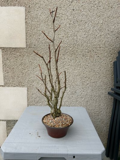 Ginkgo biloga