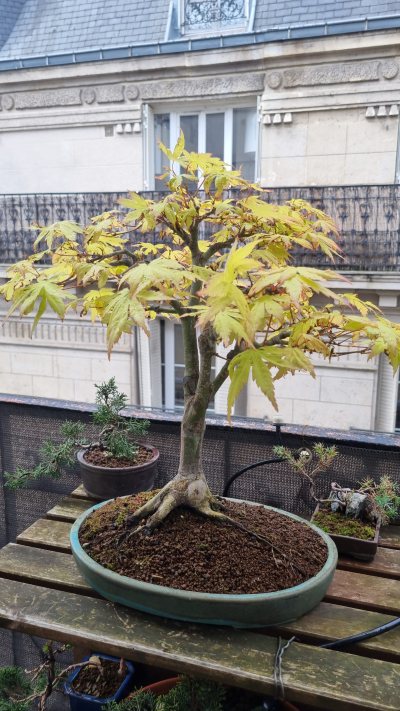 Acer chokkan