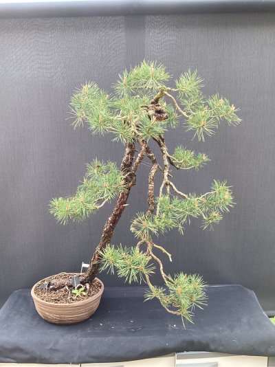 Pin Sylvestre M 2013
