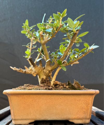 Olivo