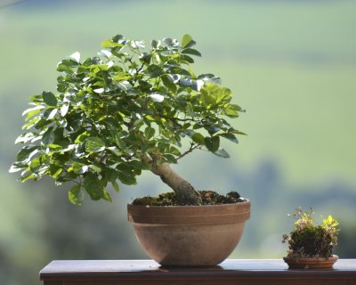 Fraxinus Primera