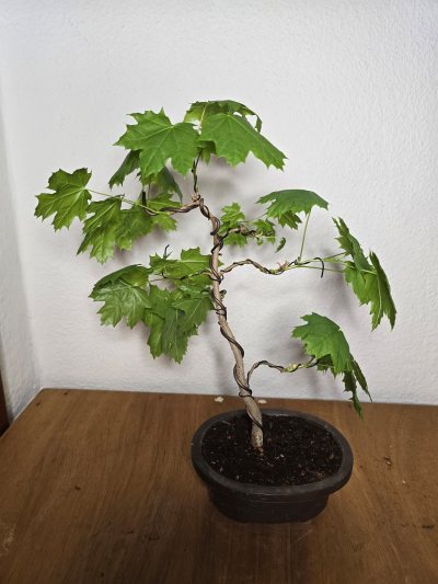 Ahorn Spitz 001