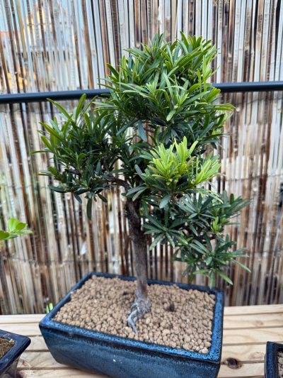 Podocarpus