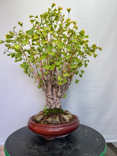 Ginkgo “Pardo” ***