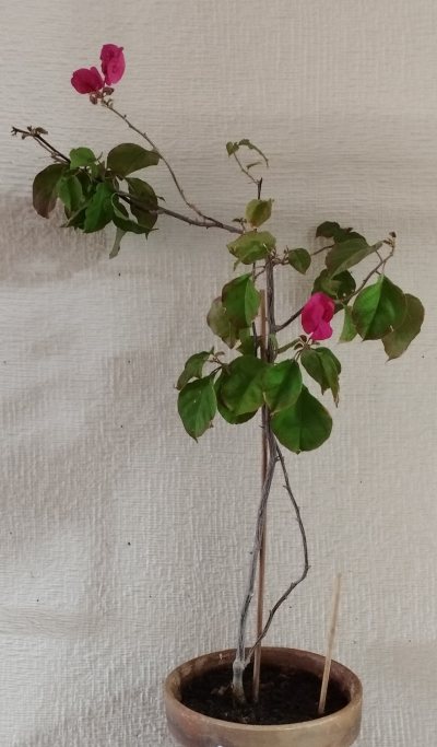 Bougainvillea