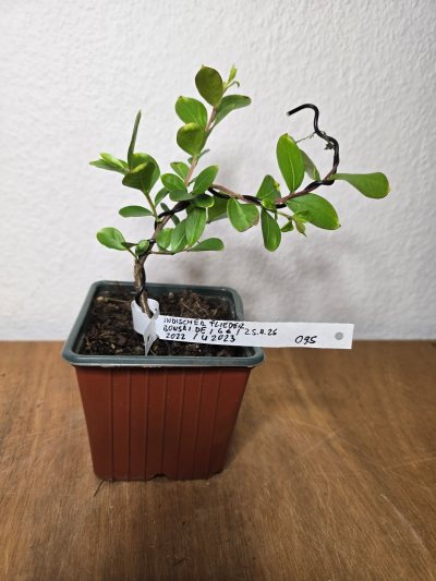 Flieder Indisch 001