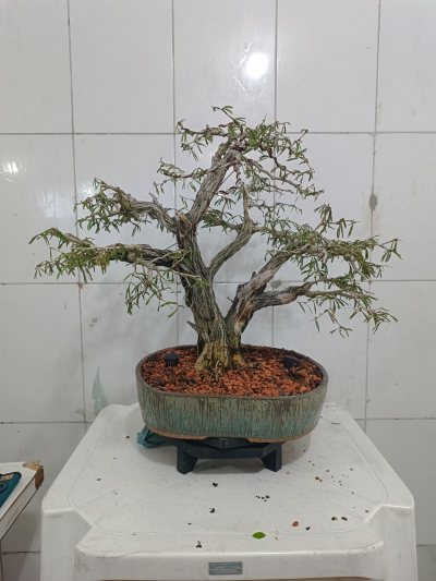 SPINOSA 02