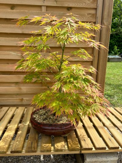 Erable Palmatum Elegans