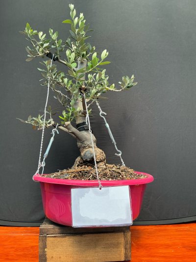 Olivo