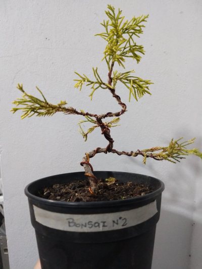 Número 2: Junipereus