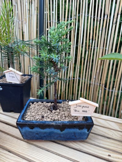 Juniperus blue Alpes