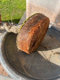 Omplantning - 04.03.2025 - Photo 1/5