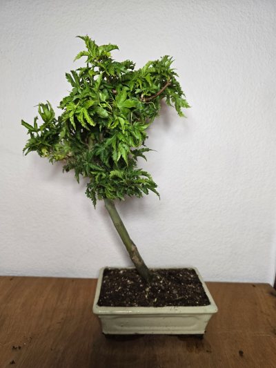 Ahorn Fächer Japanisch Shishigashira