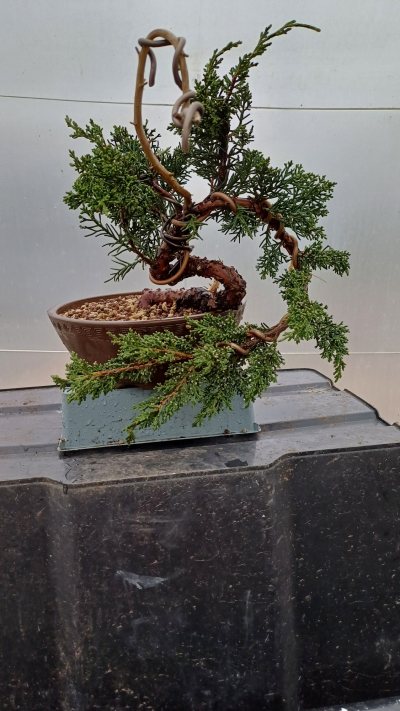 Juniperus Albi 1